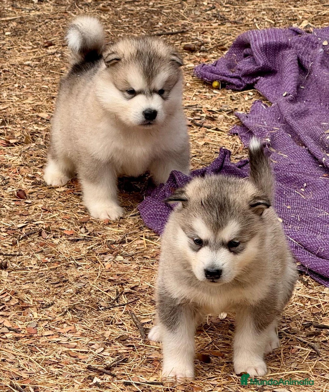 Alaskan Malamute perros en venta: Alaskan Malamute  - Imagen 5