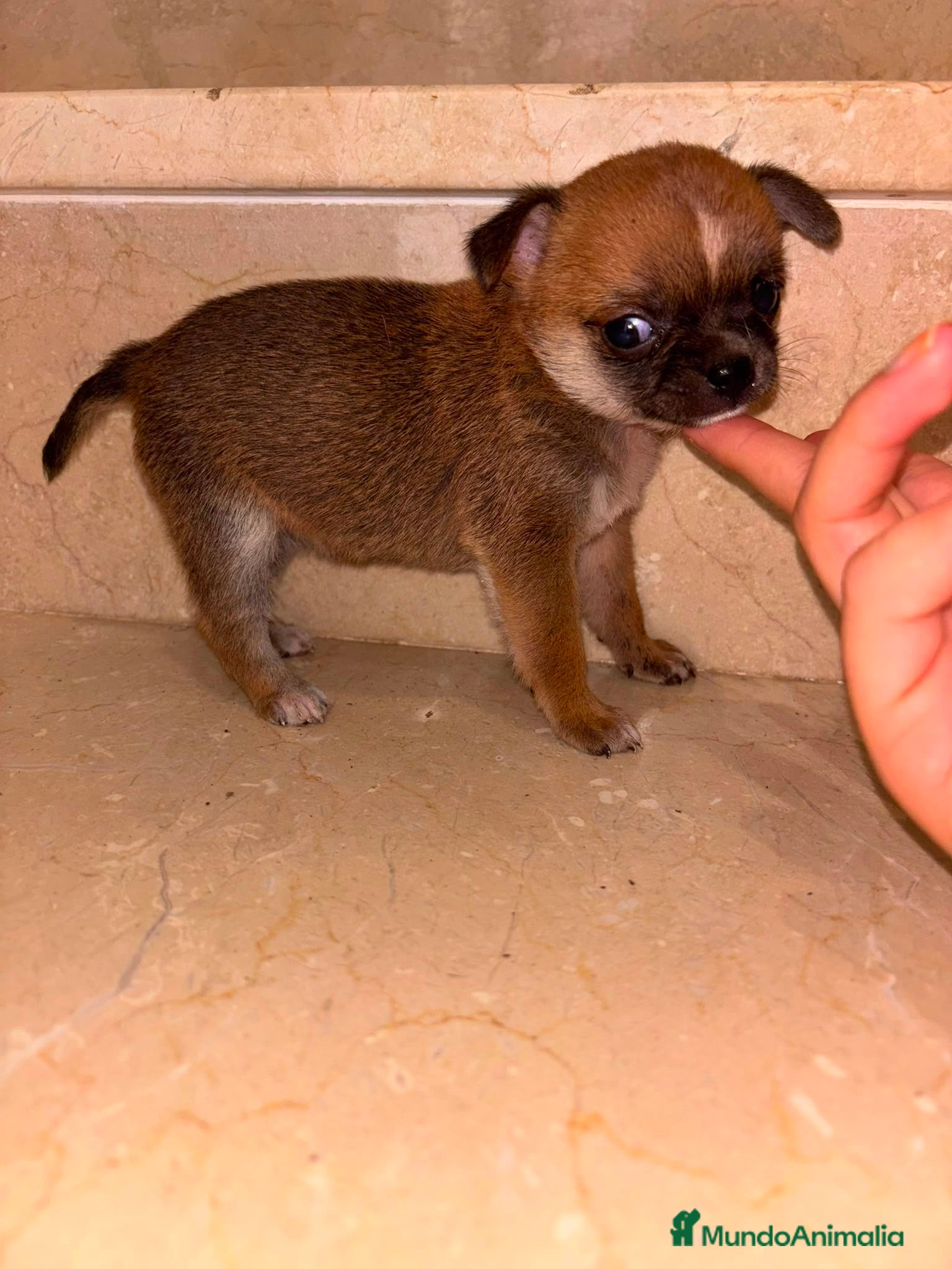 Chihuahua perros Chihuahua toy  - Anuncio 1