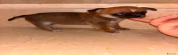 Chihuahua perros en venta: Chihuahua toy  - Anuncio 1