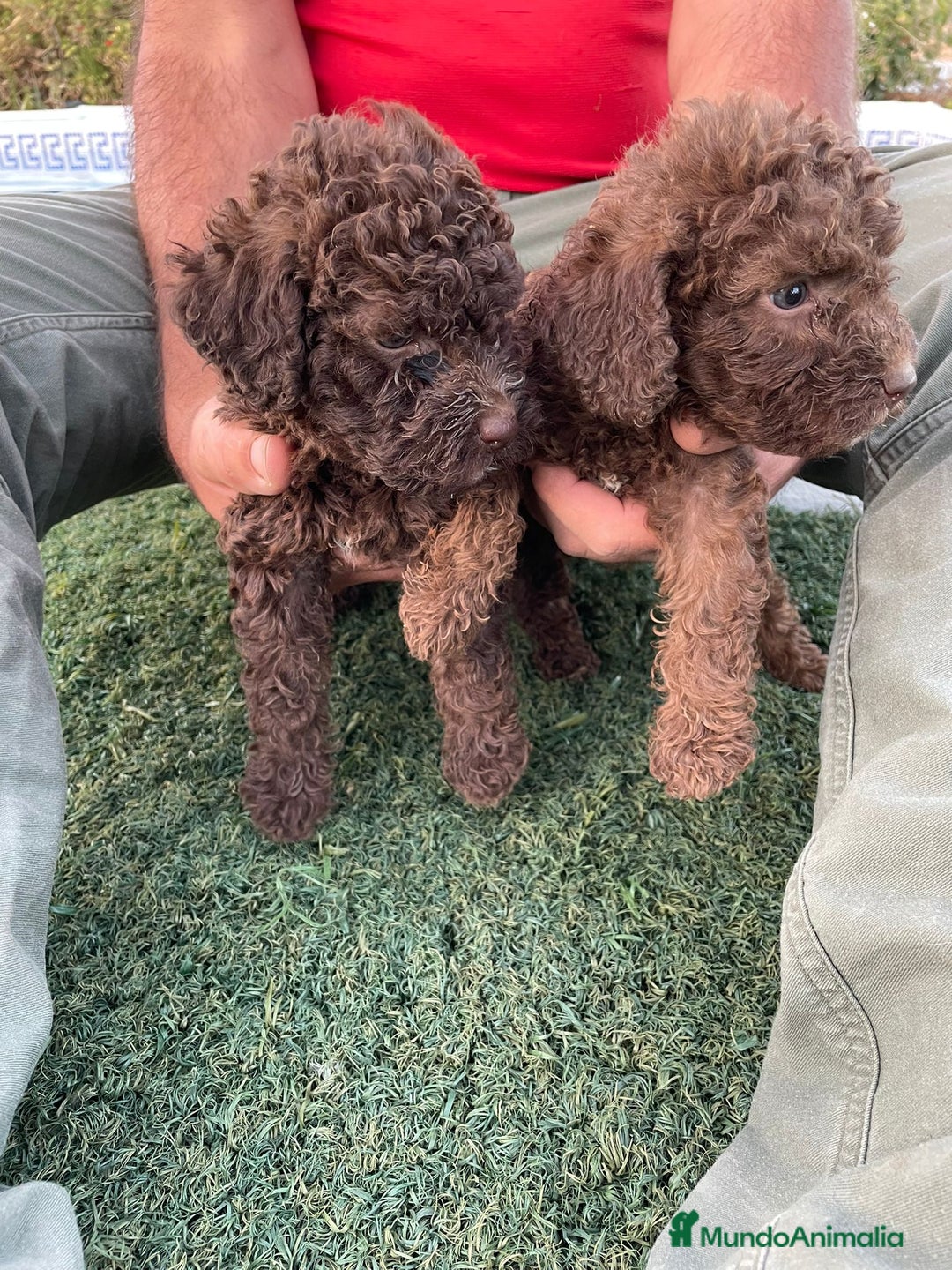 Perro de Agua Español perros en venta: Perro de agua  - Imagen 6