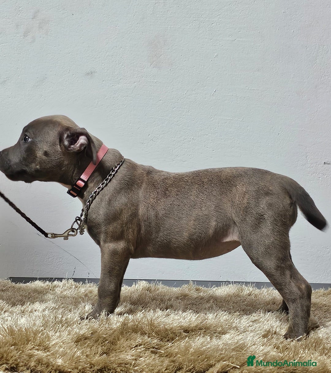 American Bully perros en venta: american Bully XL - Imagen 5