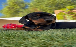 Teckel Miniatura perros en venta: TECKEL MINIATURA  - Imagen 1
