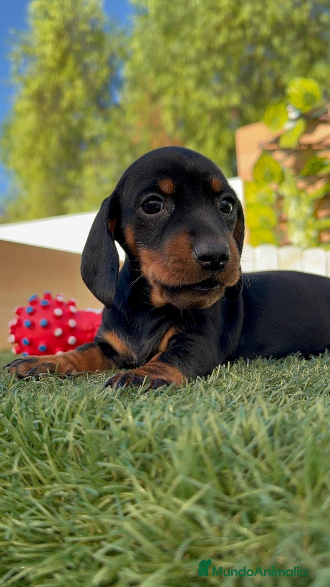 Teckel Miniatura perros en venta: TECKEL MINIATURA  - Imagen 1
