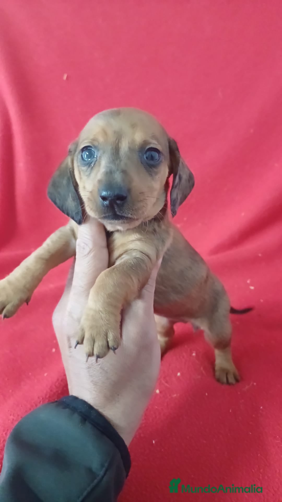 Teckel Miniatura perros Teckel Miniatura  - Anuncio 7