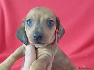 Teckel Miniatura perros Teckel Miniatura - Anuncio 7