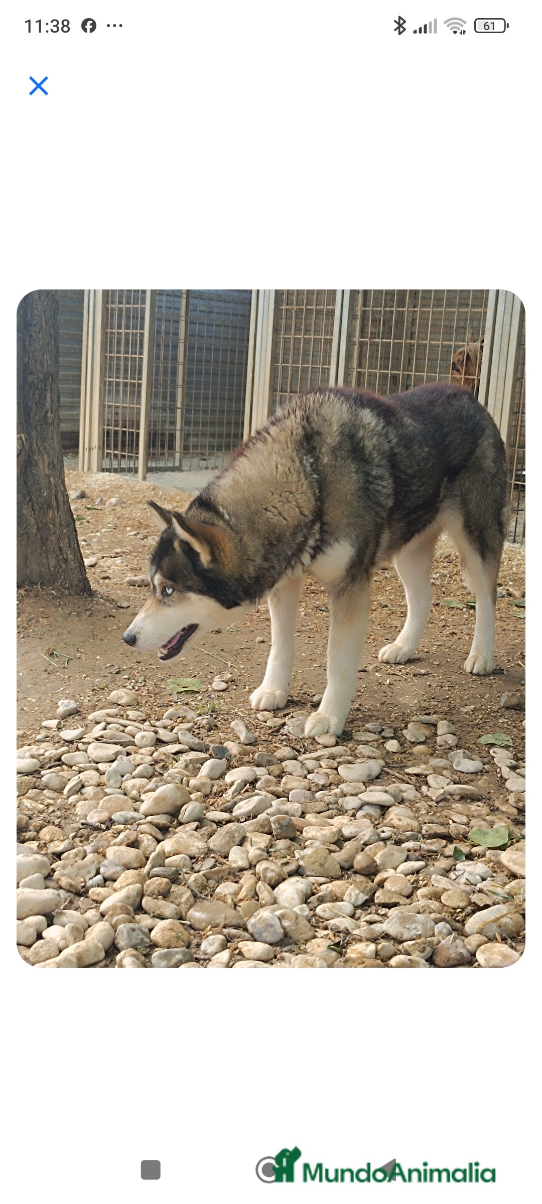Husky Siberiano perros en venta: Husky siberiano camada - Anuncio 2