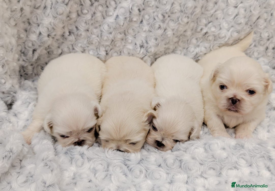 Pekinés perros en venta: Pekines Imperial de calidad  - Imagen 4