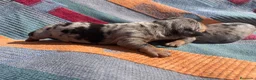 Teckel perros en venta: perro salchicha bebe en Madrid - Anuncio 10