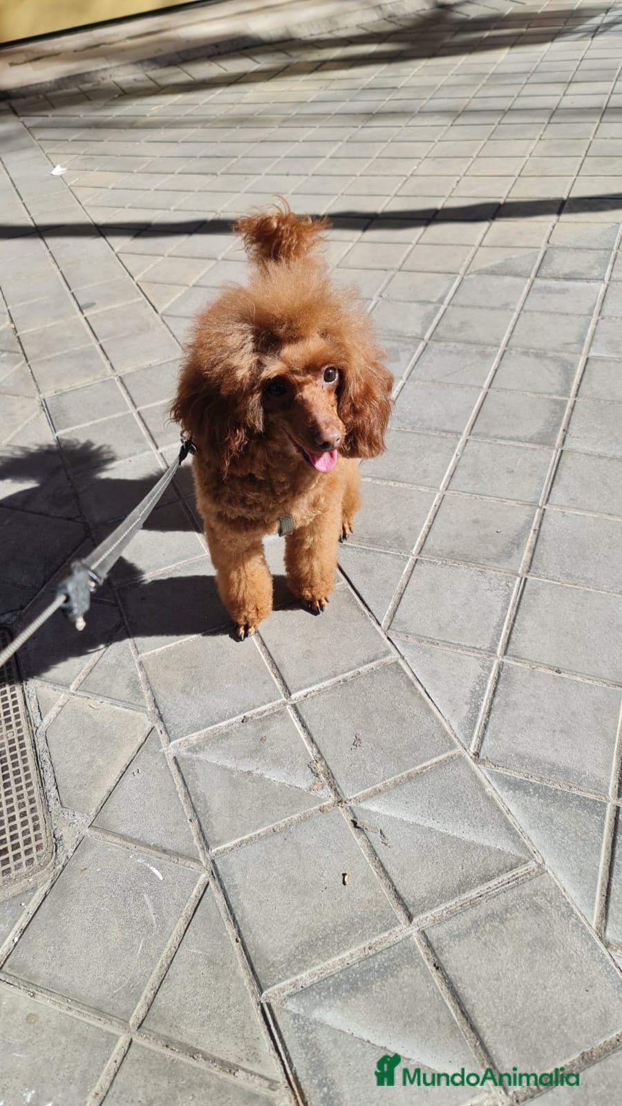 Raza Mixta perros Cachorros de caniche - Anuncio 1