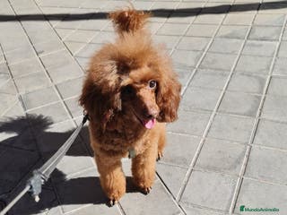 Raza Mixta perros Cachorros de caniche - Anuncio 1