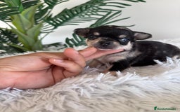 Chihuahua perros en venta: CHIHUAHUA MERLE HEMBRA - Imagen 2