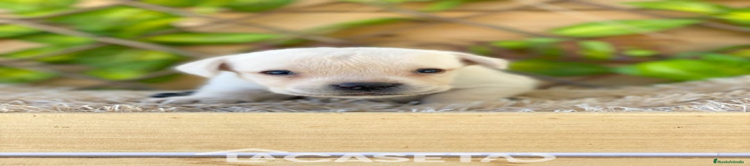 Labrador Retriever Cachorro 3498
