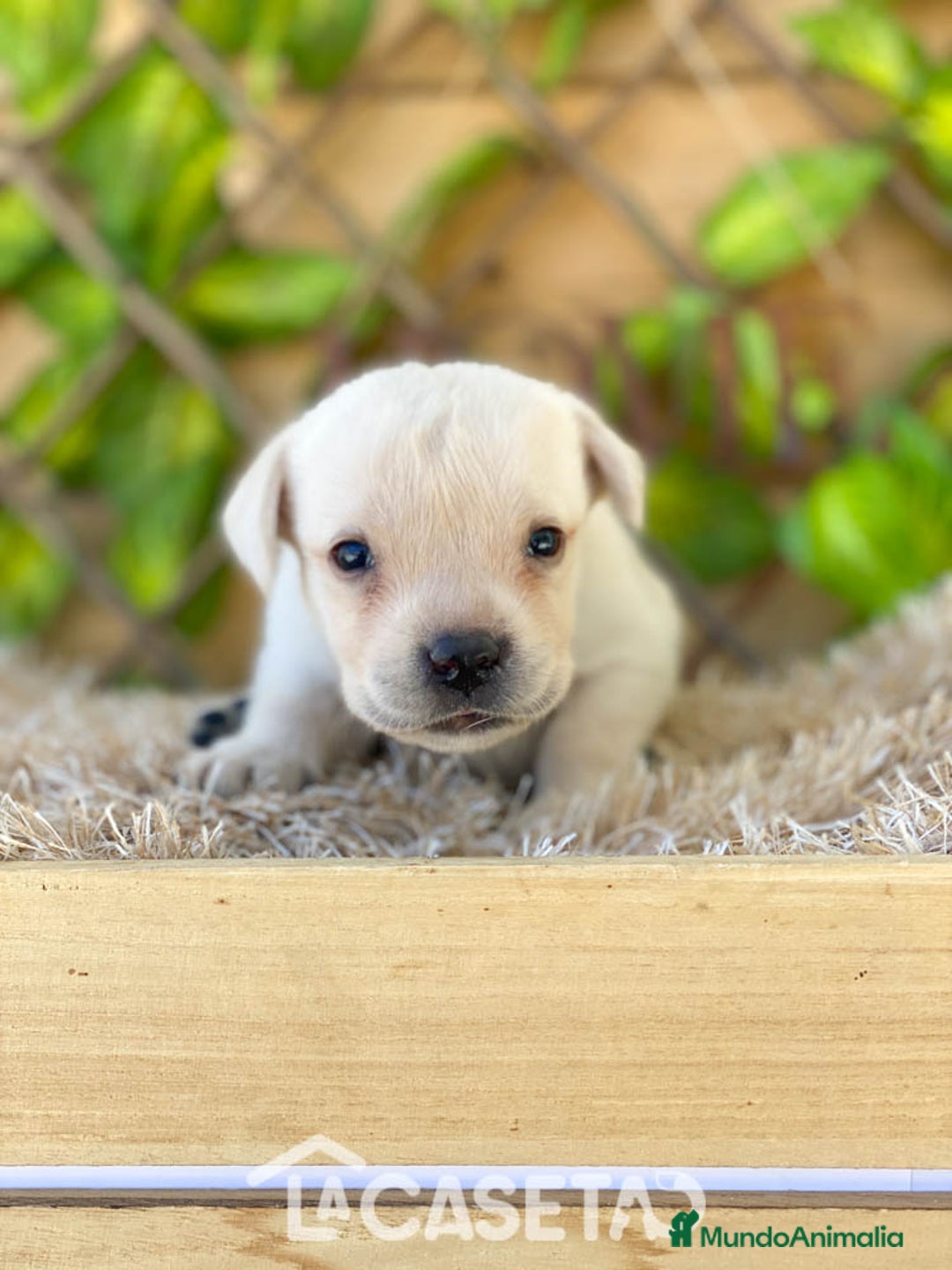 Labrador Retriever perros en venta: Camada de Helena  - Imagen 3