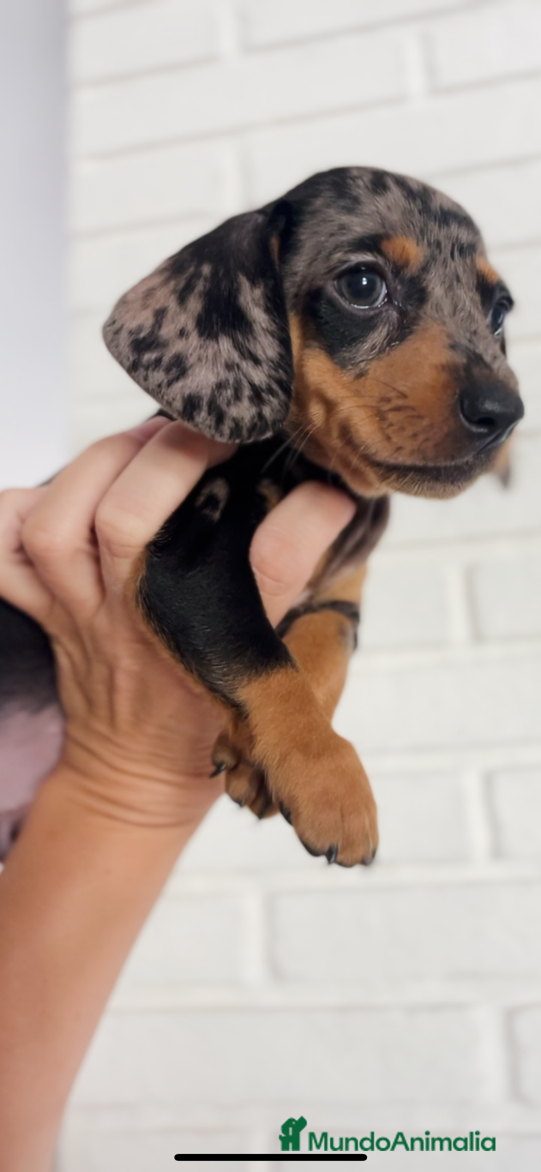 Teckel Miniatura perros en venta: Impresionantes Teckel miniaturas. 601144783 .  - Imagen 7