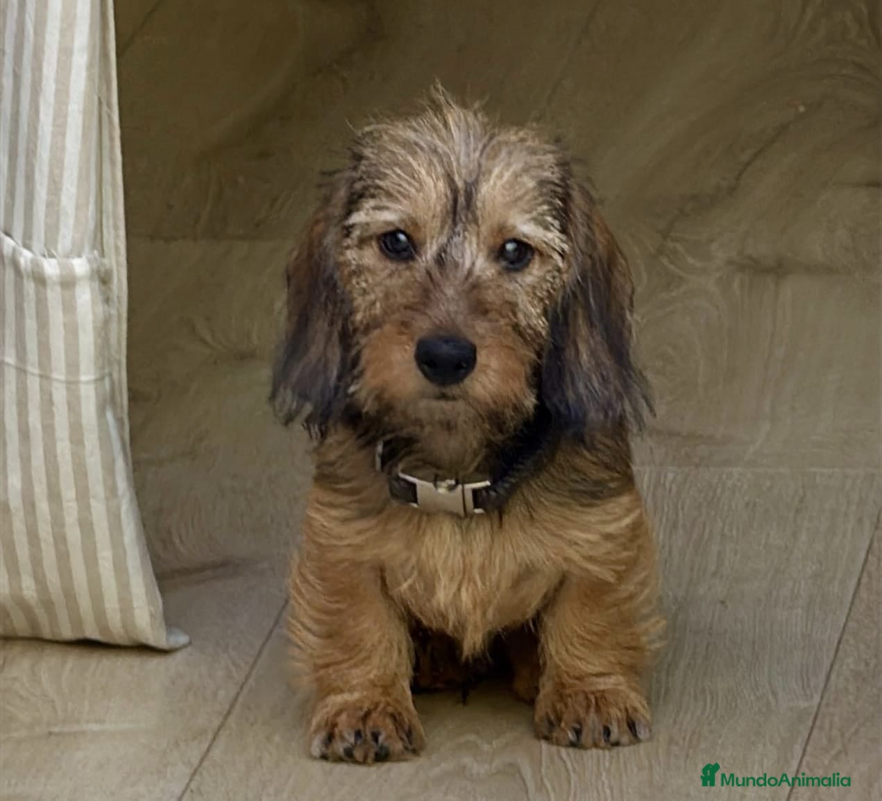 Teckel Miniatura perros TECKEL KANINCHEN DE PELO DURO Y MINIATURA  - Anuncio 2