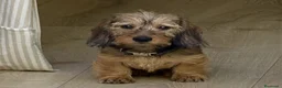 Teckel Miniatura perros en venta: TECKEL KANINCHEN DE PELO DURO Y MINIATURA  - Anuncio 1