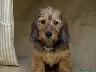 Teckel Miniatura perros TECKEL KANINCHEN DE PELO DURO Y MINIATURA - Anuncio 2