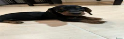 Teckel Miniatura perros en venta: Disponible Teckels miniatura de excelente calidad  - Anuncio 12