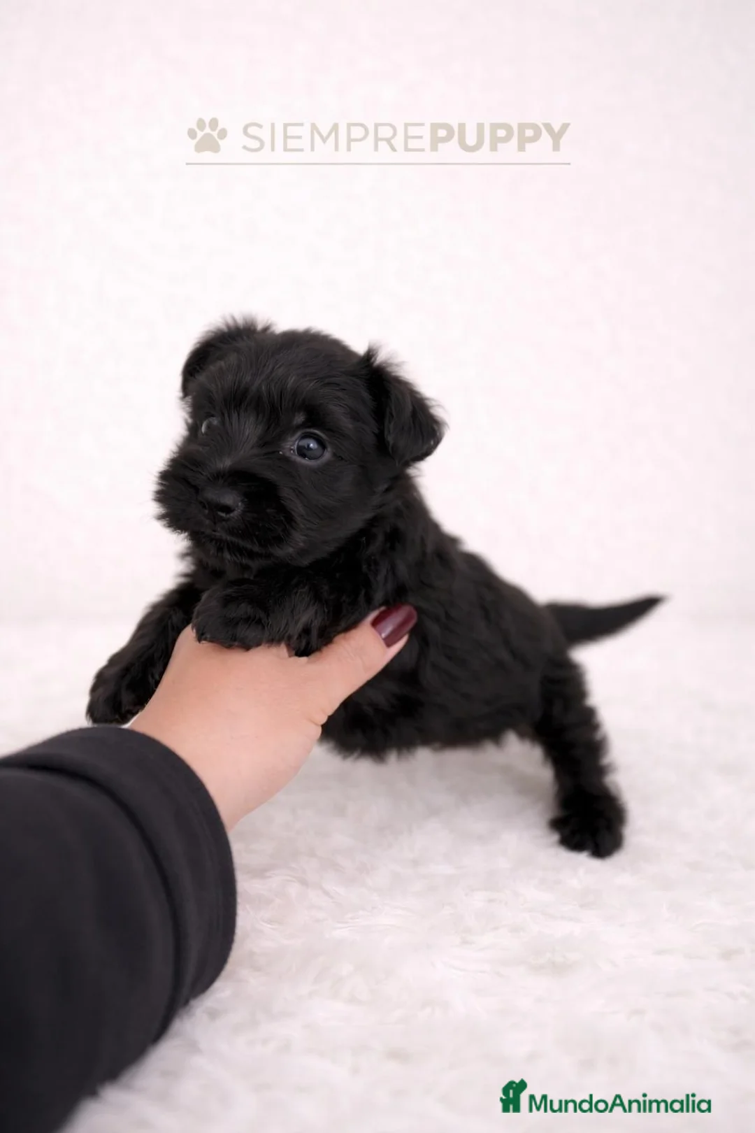 Schnauzer Miniatura perros en venta: SCHNAUZER MINIATURA - Anuncio 1