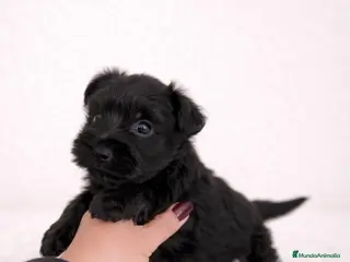 Schnauzer Miniatura perros SCHNAUZER MINIATURA - Anuncio 1