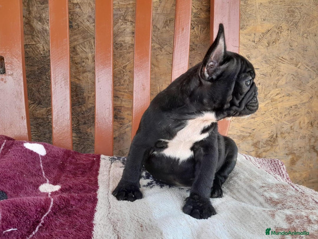 Bulldog Francés perros en venta: BULLDOG FRANCÉS /// CALIDAD PREMIUM  - Anuncio 3
