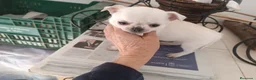 Chihuahua perros en venta: Chihuahua mini - Anuncio 3