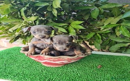 Ratón de Praga perros en venta: Raton de praga - Imagen 9