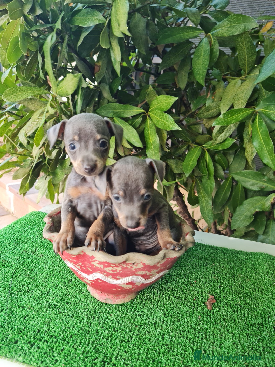 Ratón de Praga perros en venta: Raton de praga - Imagen 9