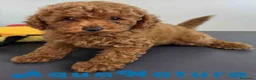 Caniche Toy perros en venta: Caniche Macho 1919 AQUANATURA - Anuncio 3