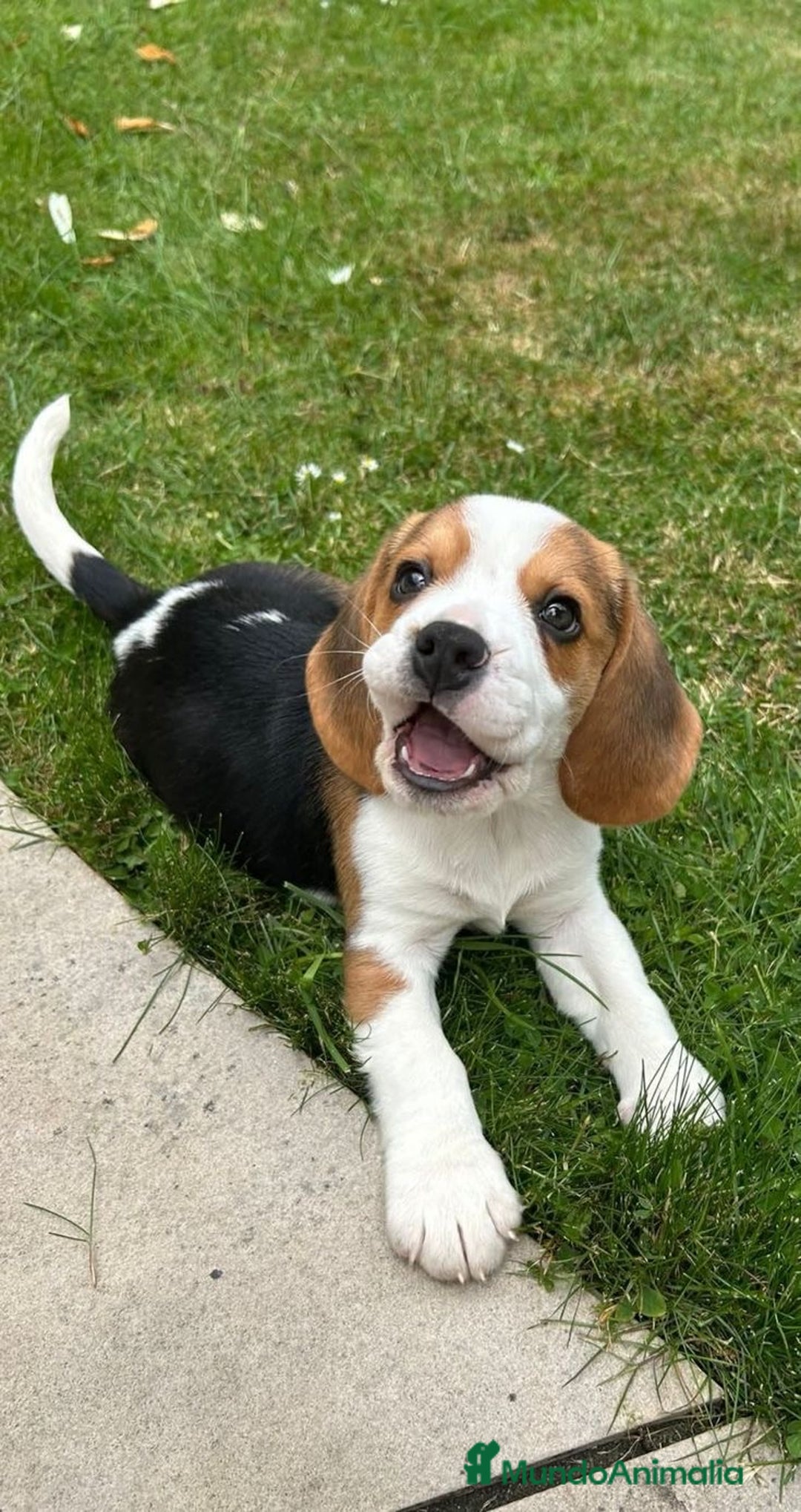 Beagle perros en venta: Macho y hembra Beagle listos para un hogar 💖 - Imagen 4