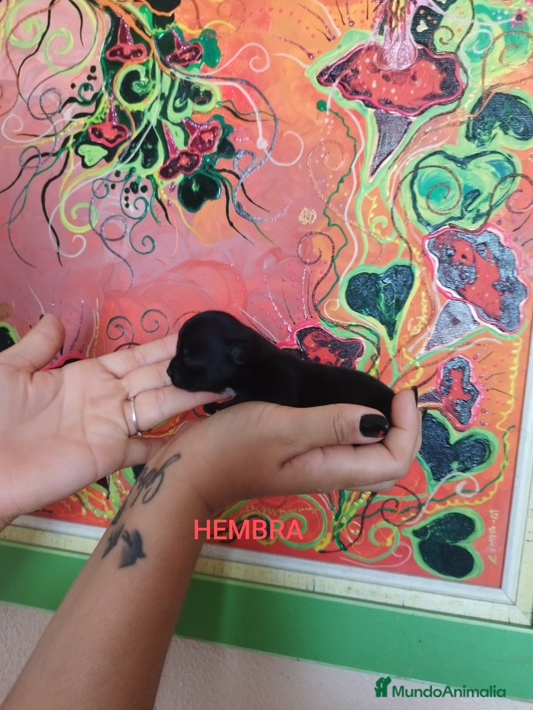 Chihuahua perros en venta: Chihuahuas toys exóticos  - Imagen 7