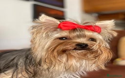 Yorkshire Terrier perros en venta: Yorkshire terrier - Imagen 7