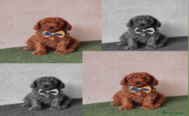 Caniche Enano perros - Anuncio 7