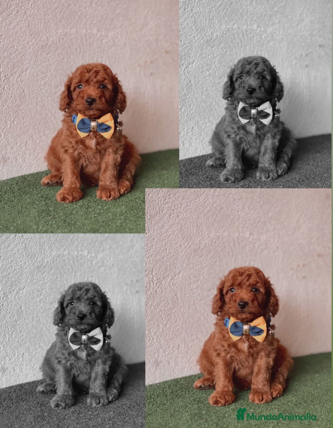 Caniche Enano perros en venta: Caniche enano rojo - Anuncio 1