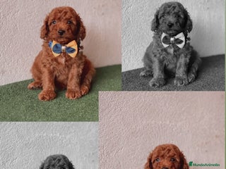 Caniche Enano perros - Anuncio 3