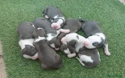 American Staffordshire-Terrier perros en venta: Pedigree American Staffordshire terrier  - Imagen 5