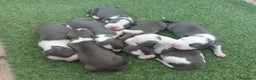 American Staffordshire-Terrier perros en venta: Pedigree American Staffordshire terrier  - Anuncio 10