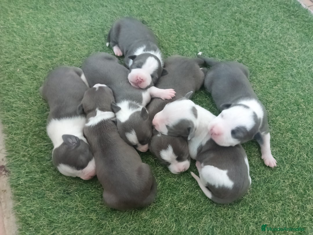 American Staffordshire-Terrier perros en venta: Pedigree American Staffordshire terrier  - Imagen 5