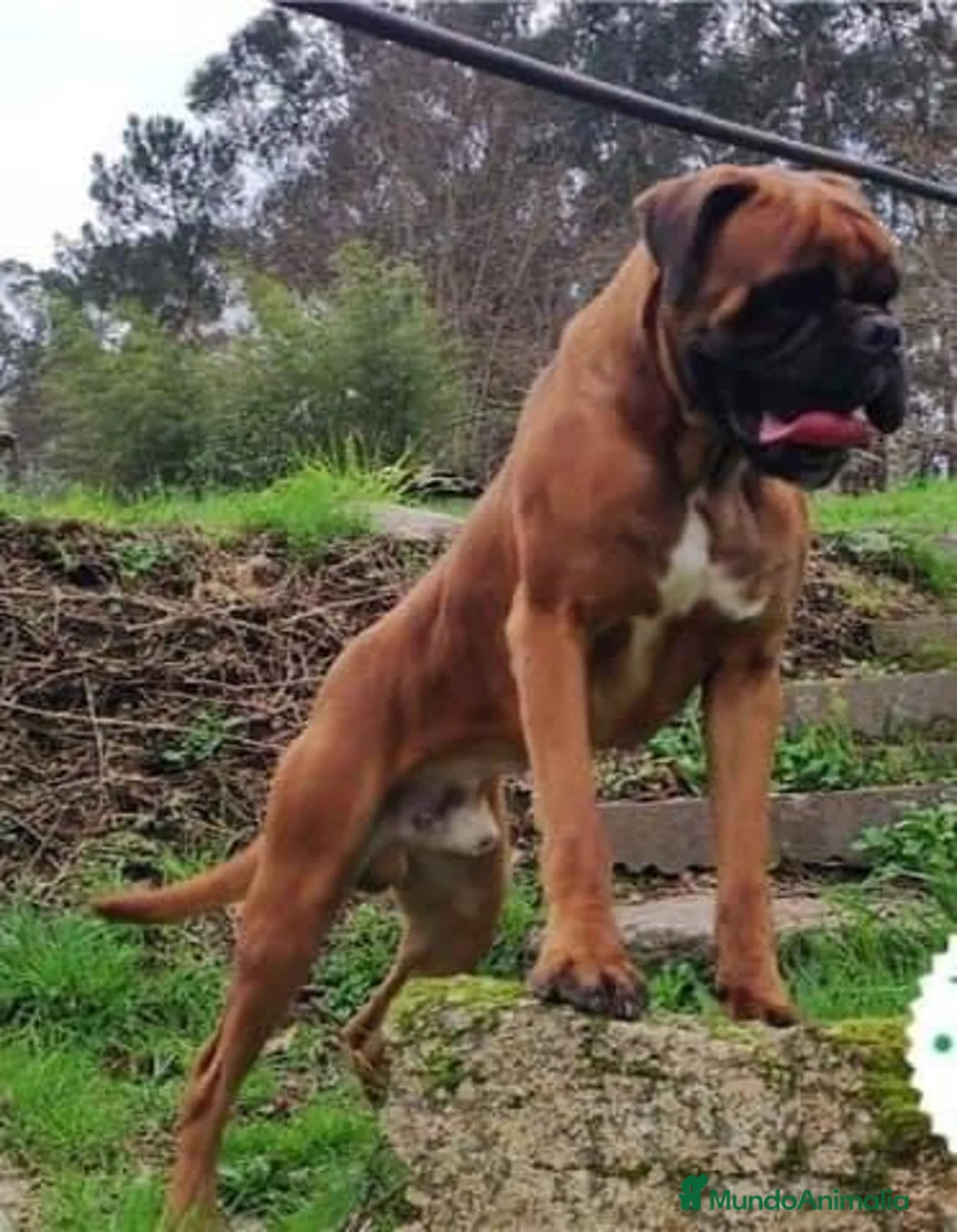 Boxer perros en venta: CACHORRO BOXER PONTEVEDRA - Anuncio 2