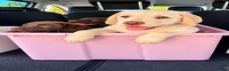 Labrador Retriever perros en venta: Labrador hembra crema - Anuncio 1