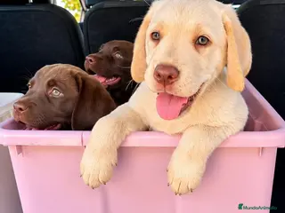 Labrador Retriever perros Labrador hembra crema - Anuncio 1