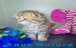 Scottish Fold gatos en venta: Scottish Fold Macho 7906 AQUANATURA - Imagen 8