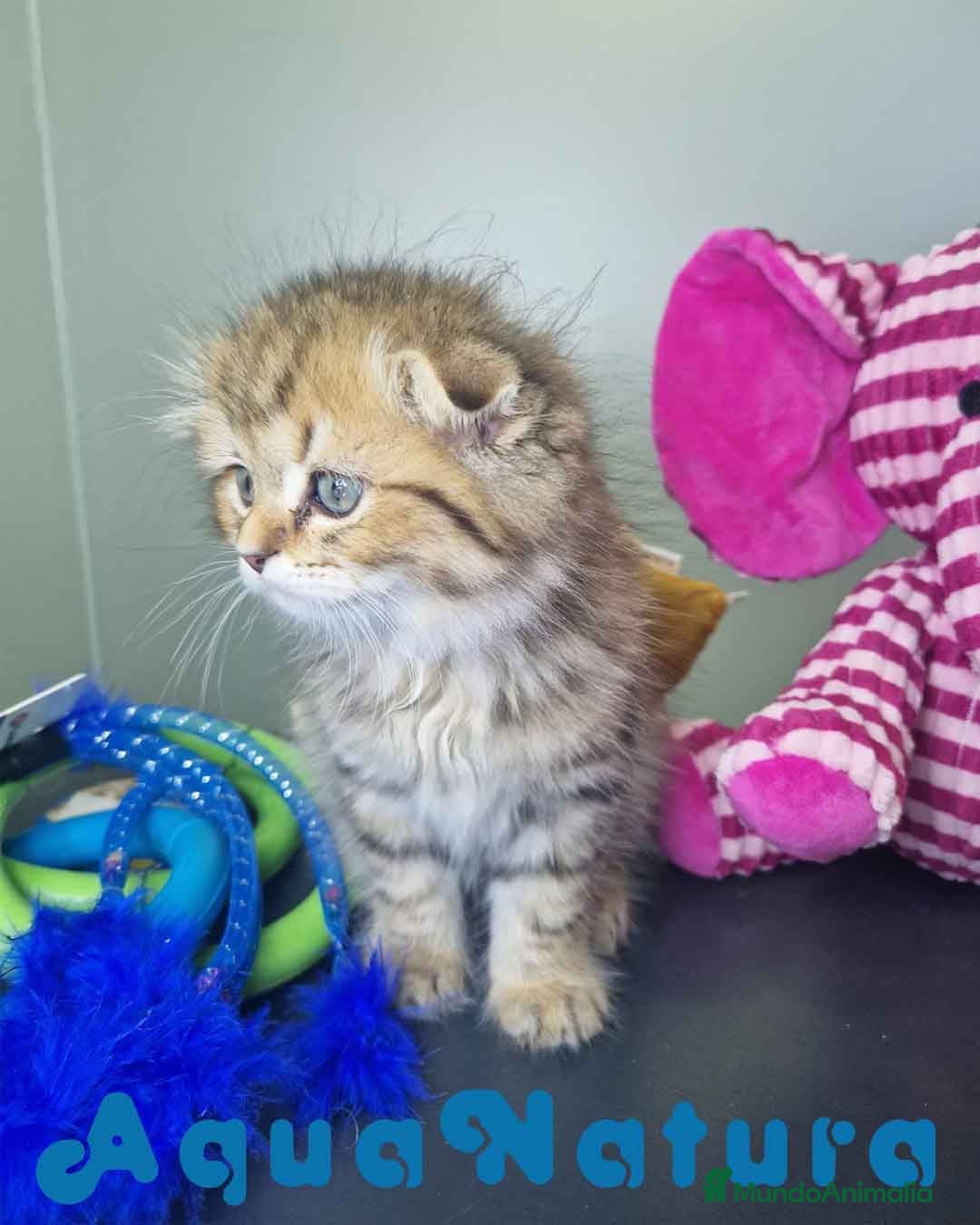 Scottish Fold gatos en venta: Scottish Fold Macho 7906 AQUANATURA - Imagen 8