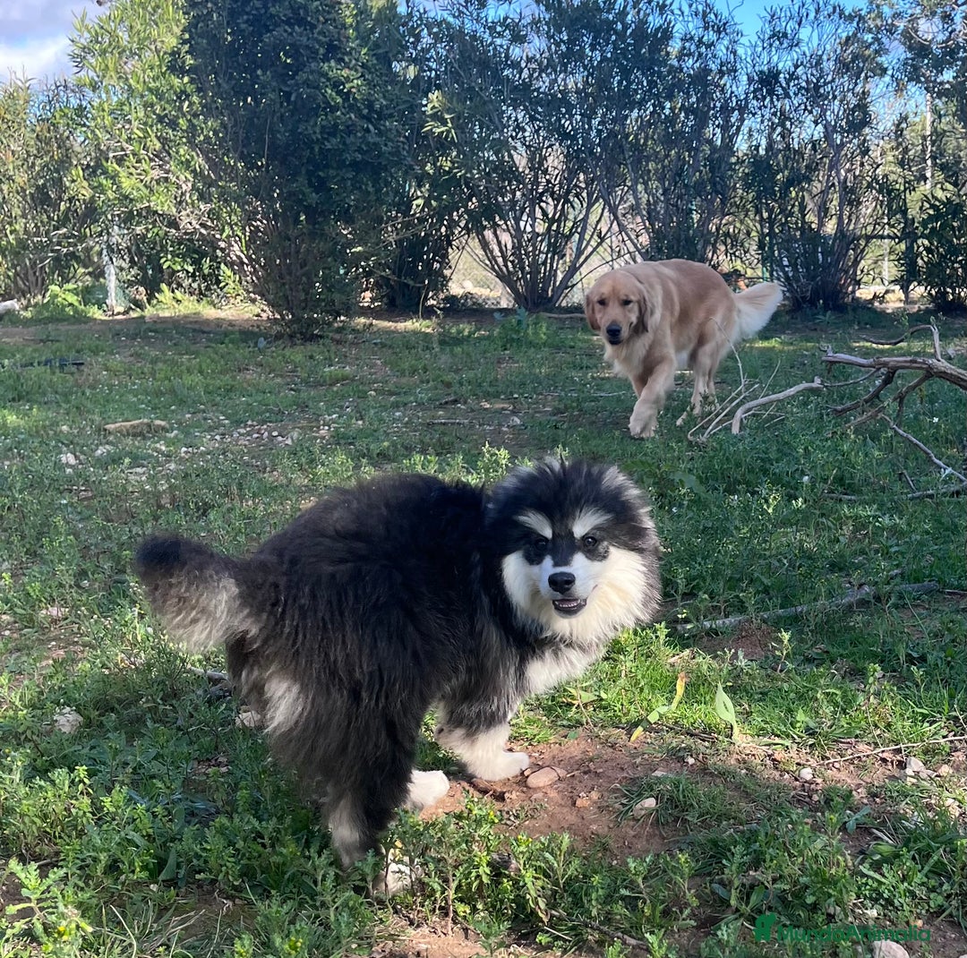 Pomsky perros en venta: Pomsky multigeneracional  - Anuncio 10