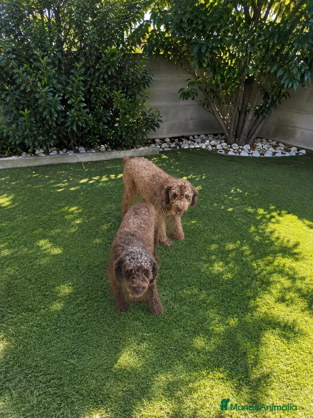 Perro de Agua Español perros en venta: Pareja de Perros de Agua adultos ❤️🐾 - Anuncio 2