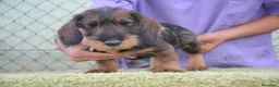 Teckel perros en venta: teckel standar de pelo duro - Anuncio 5
