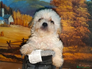 Caniche Toy perros - Anuncio 19