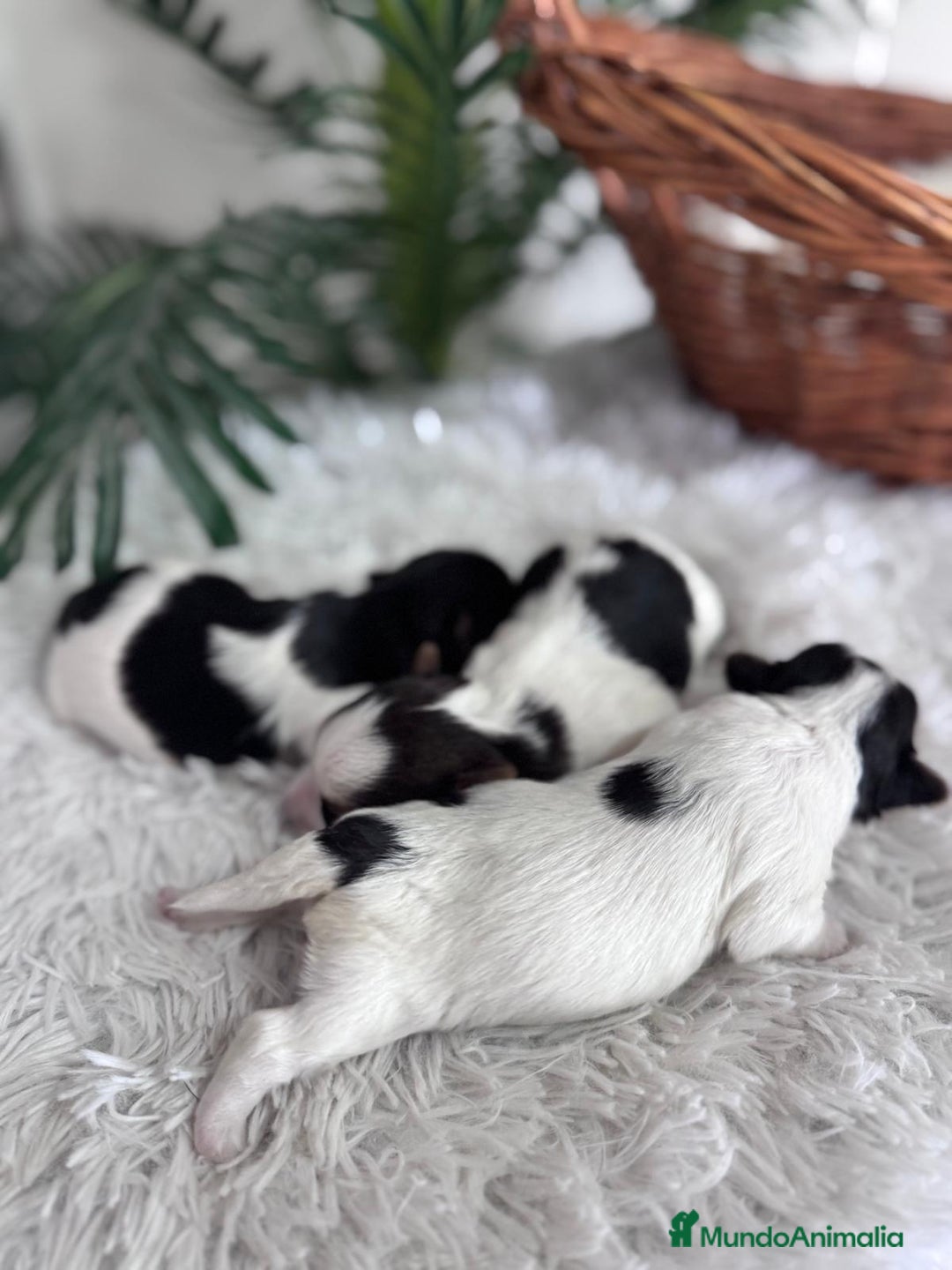 Yorkshire Terrier perros en venta: YORKSHIRE BIEWER HEMBRAS - Anuncio 10