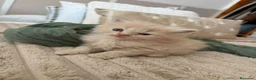Persa gatos en venta: Gatos persas - Anuncio 5
