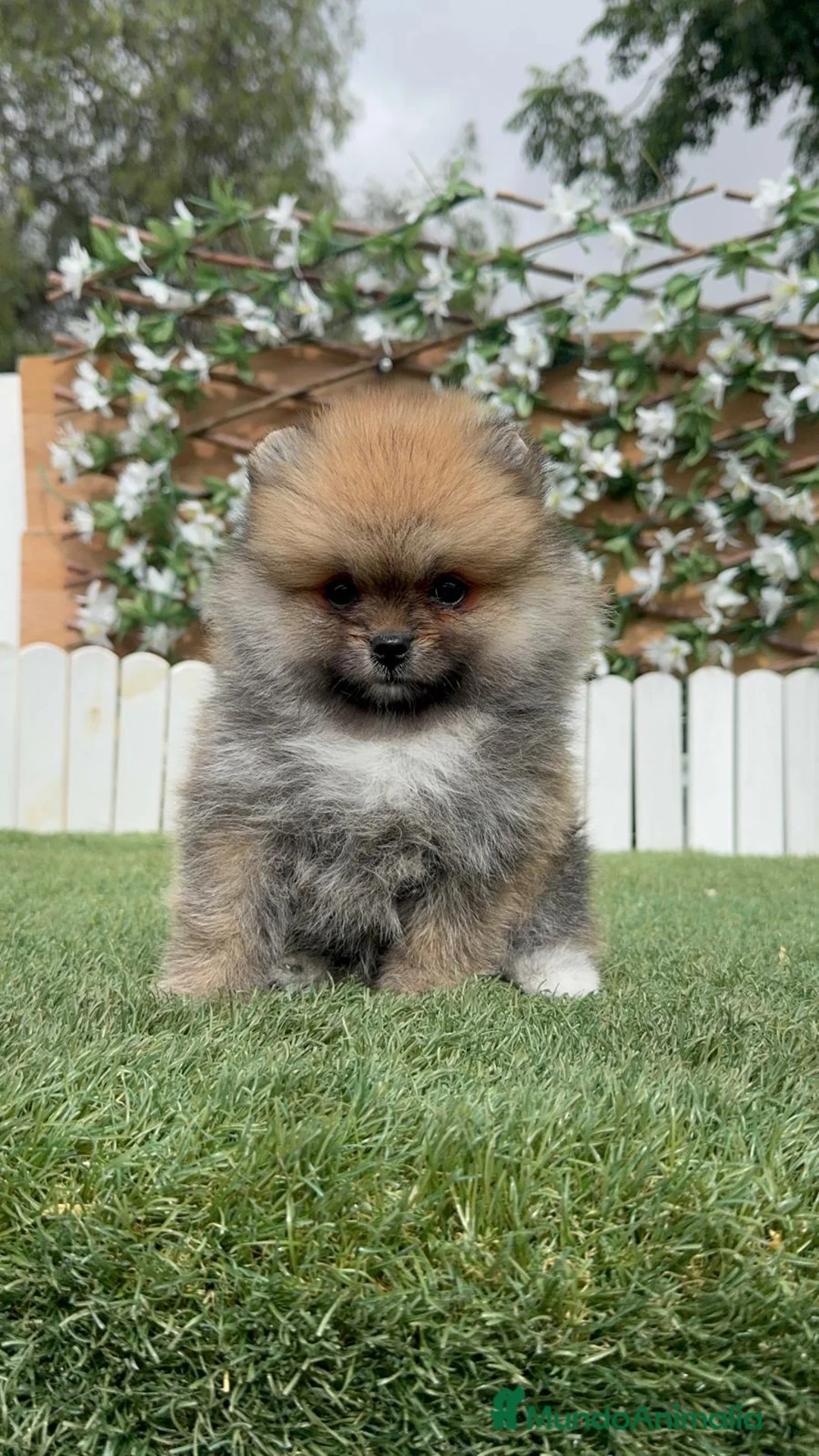Pomerania perros en venta: POMERANIA - Anuncio 1